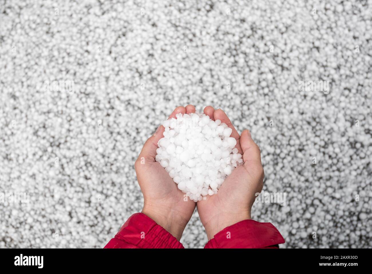 Due mani tengono una mano piena di pietre di fieno Foto Stock