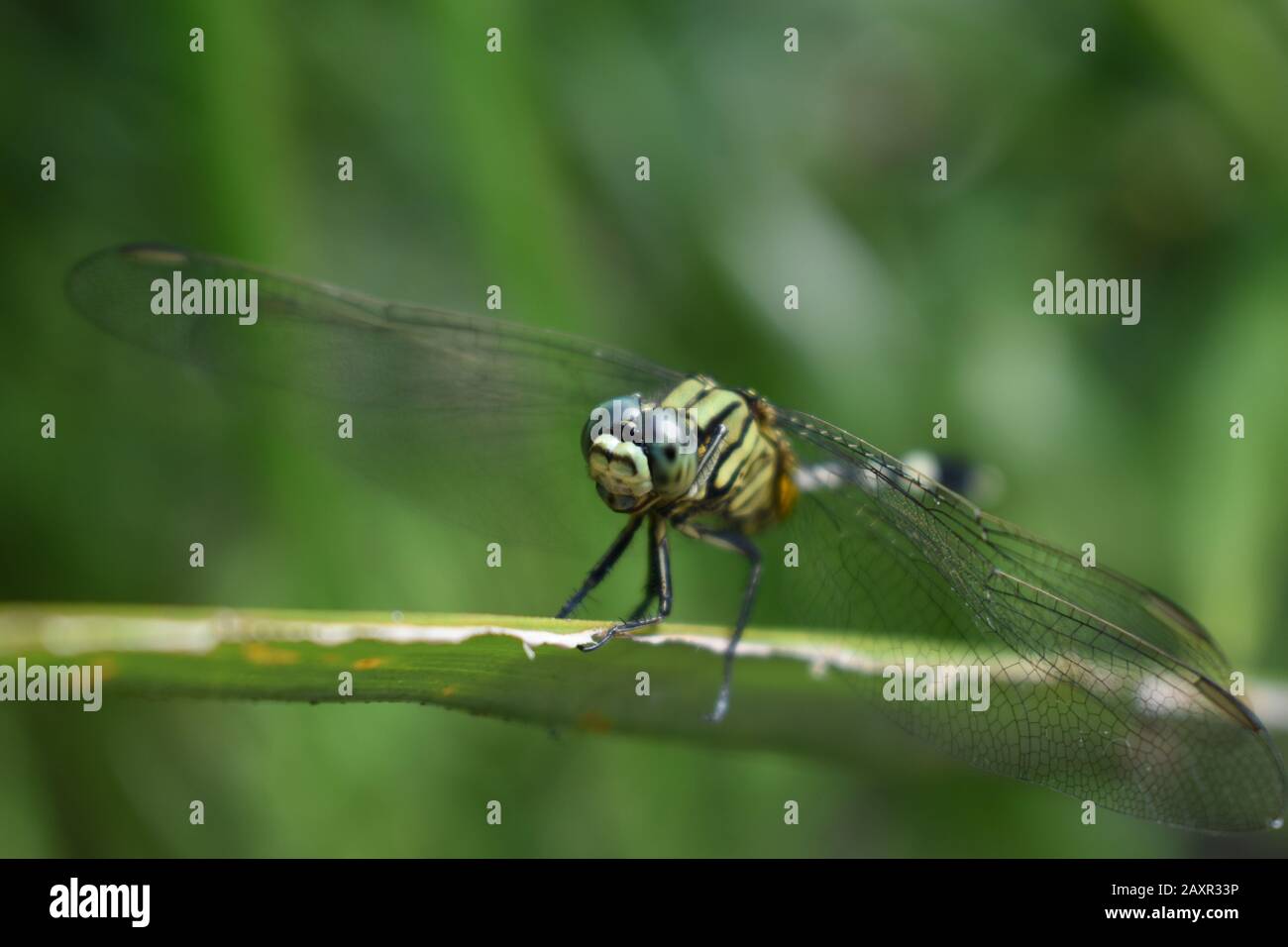 Una libellula magra in natura Foto Stock