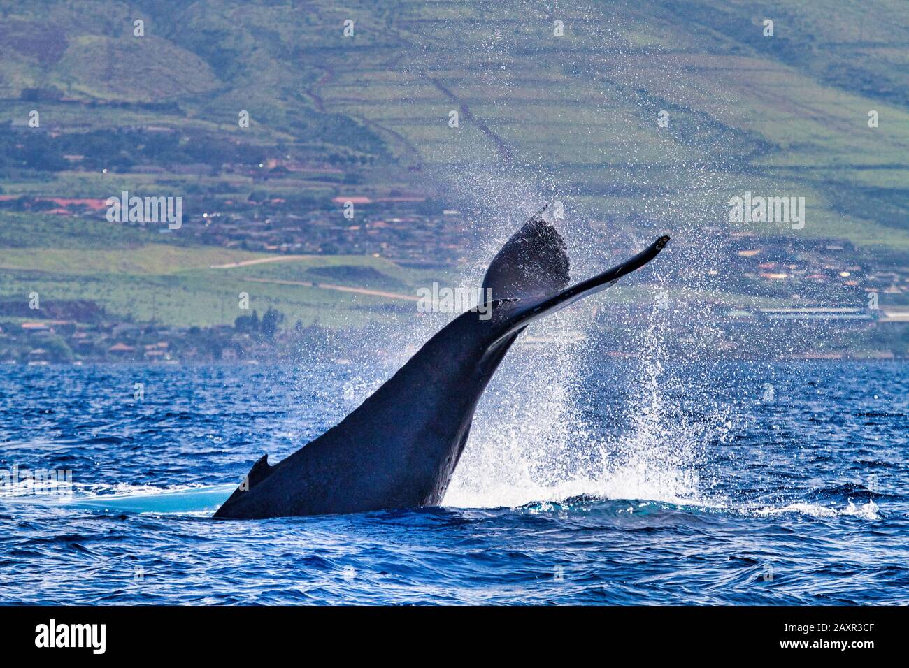Megattere che schiaffina la coda nell'oceano a Maui. Foto Stock
