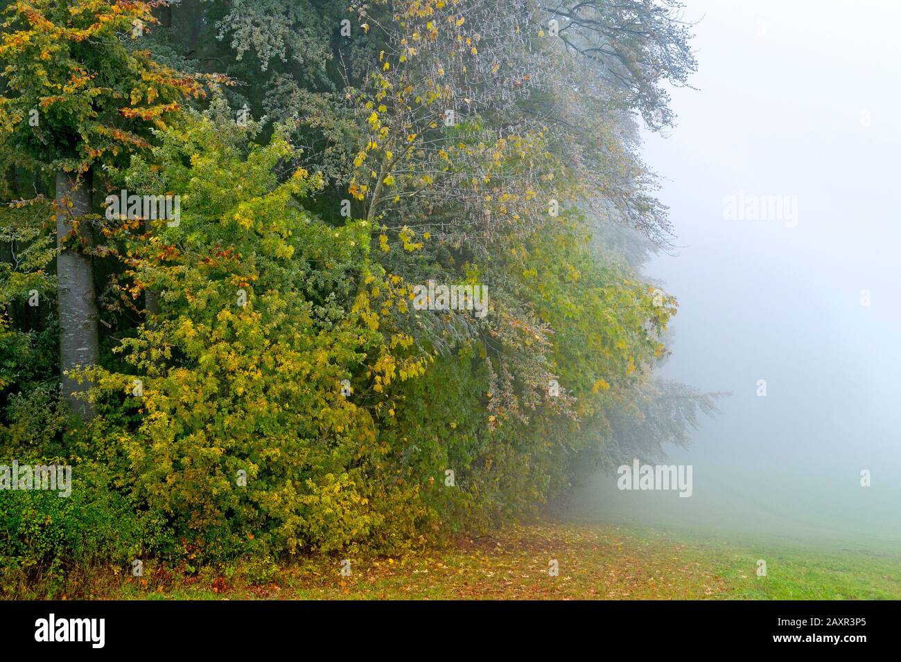 Germania, Baden-Wuerttemberg, Hohenstein - Eglingen, bordo della foresta con gelo del porco nella nebbia, Alb svevo Foto Stock