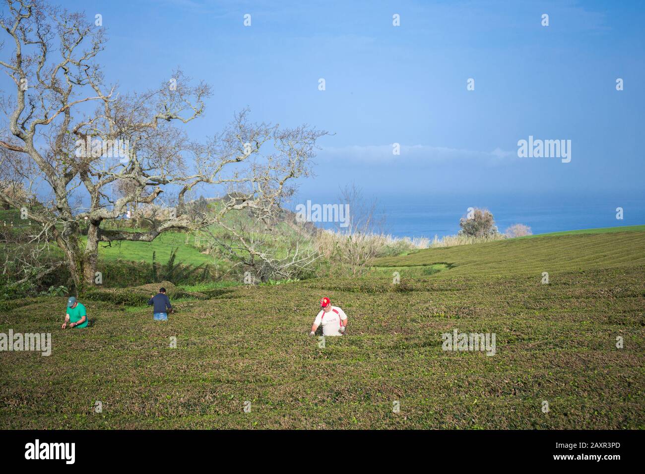 Sao Miguel, Azzorre - Febbraio 2020: Tre uomini stanno lavorando alla piantagione di tè più antica d'Europa nel campo agricolo Gorreana in Sao Miguel sland, Azzorre Foto Stock