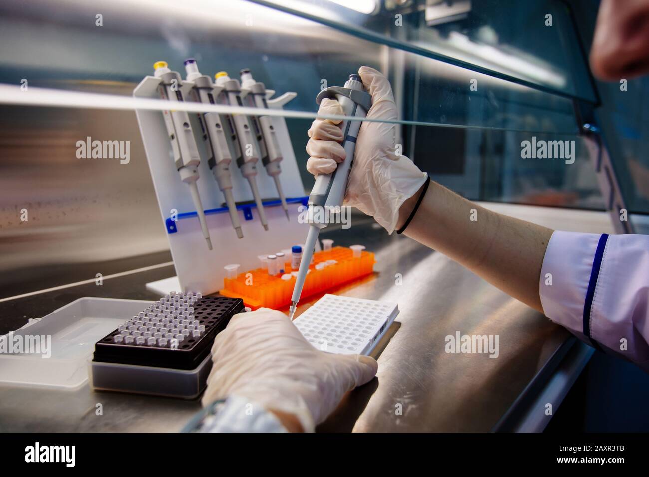 Lo scienziato mette campioni di frammenti di DNA per elettroforesi utilizzando una pipetta Foto Stock
