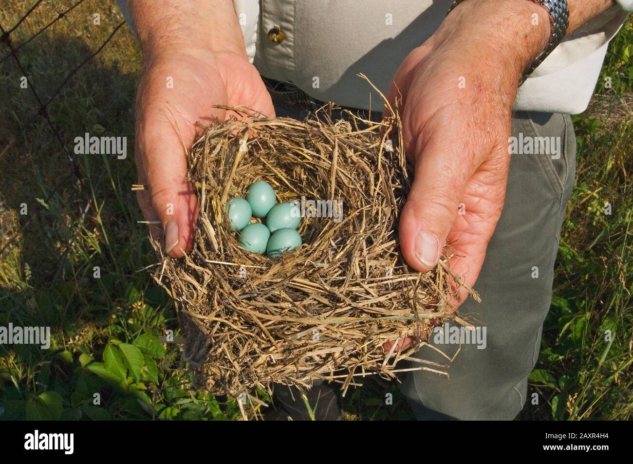 Nido di bluebird orientale e uova tenuti da bluebird steward Foto Stock
