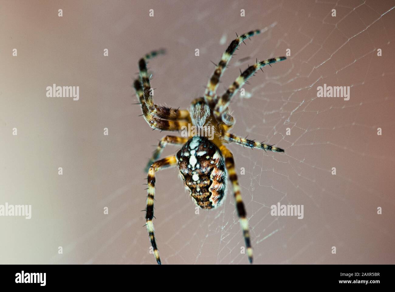 Crusader di fotoricettore del ragno spaventoso su uno sfondo beige morbido. Macro di messa a fuoco selettiva con DOF poco profondo Foto Stock