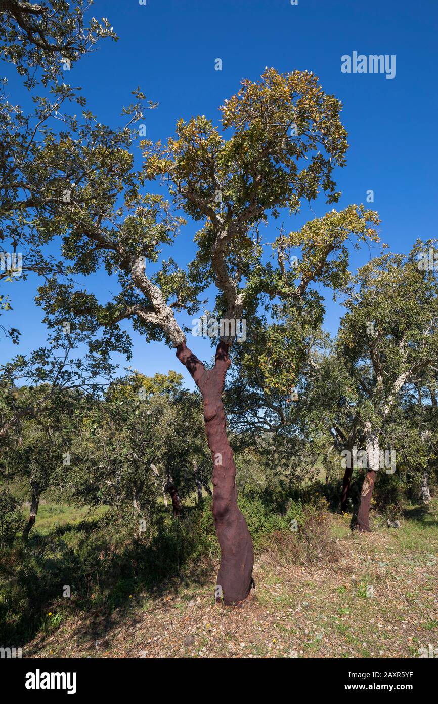 Querce da sughero parzialmente sgusciate (Quercus suber), nei pressi di Bensafrim, Algarve, Faro distretto, Portogallo Foto Stock
