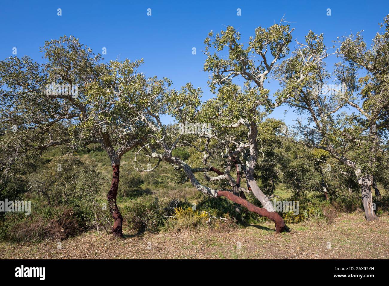Querce da sughero parzialmente sgusciate (Quercus suber), nei pressi di Bensafrim, Algarve, Faro distretto, Portogallo Foto Stock