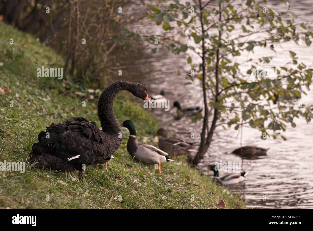 Uno splendido Swan nero si trova su una riva verde vicino al fiume, circondato da anatre Foto Stock
