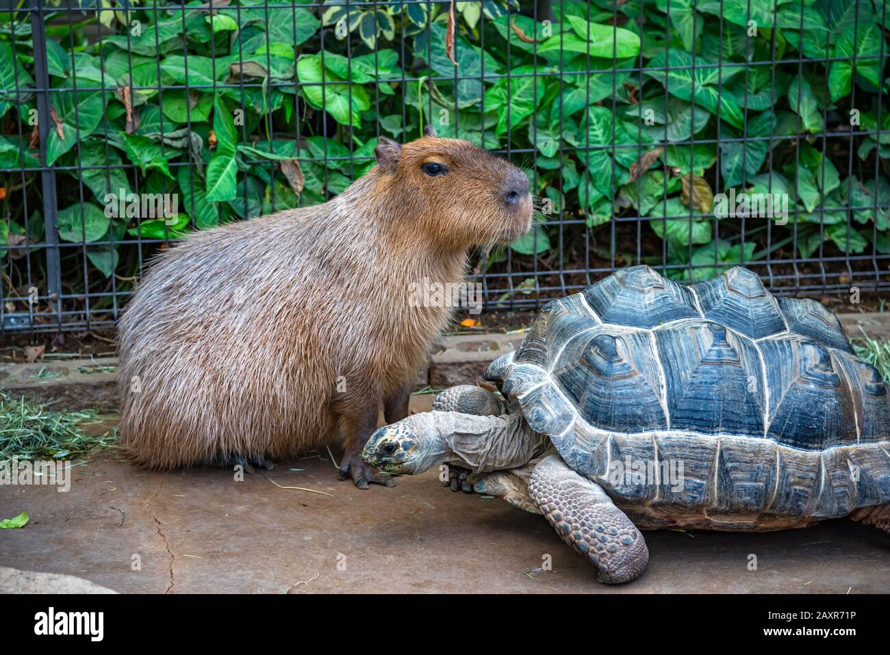Capybara in parco naturale in giornata di sole Foto Stock