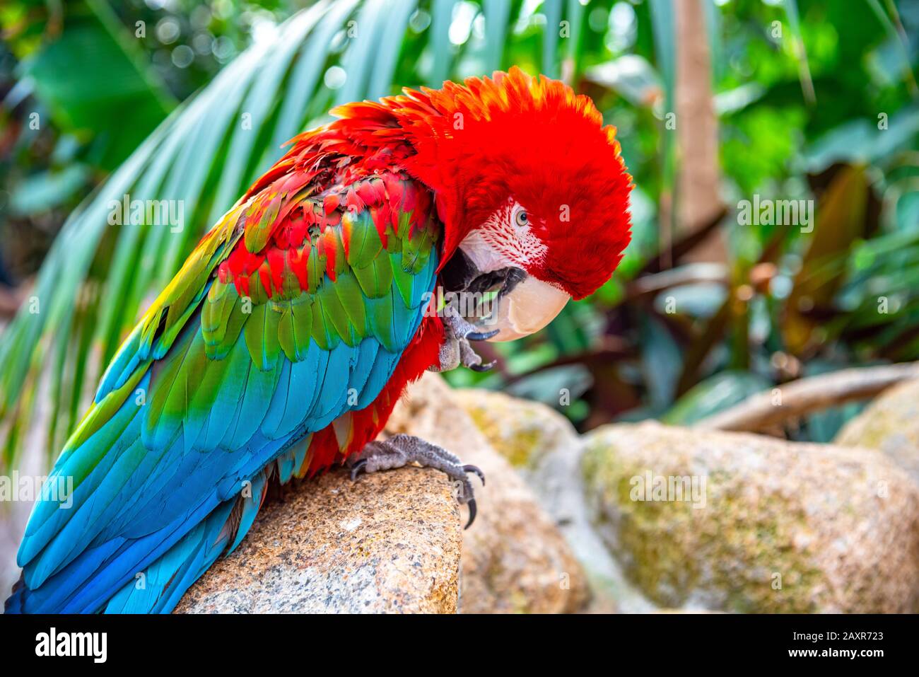 Macaw rosso e verde in bosco naturale in giornata di sole Foto Stock