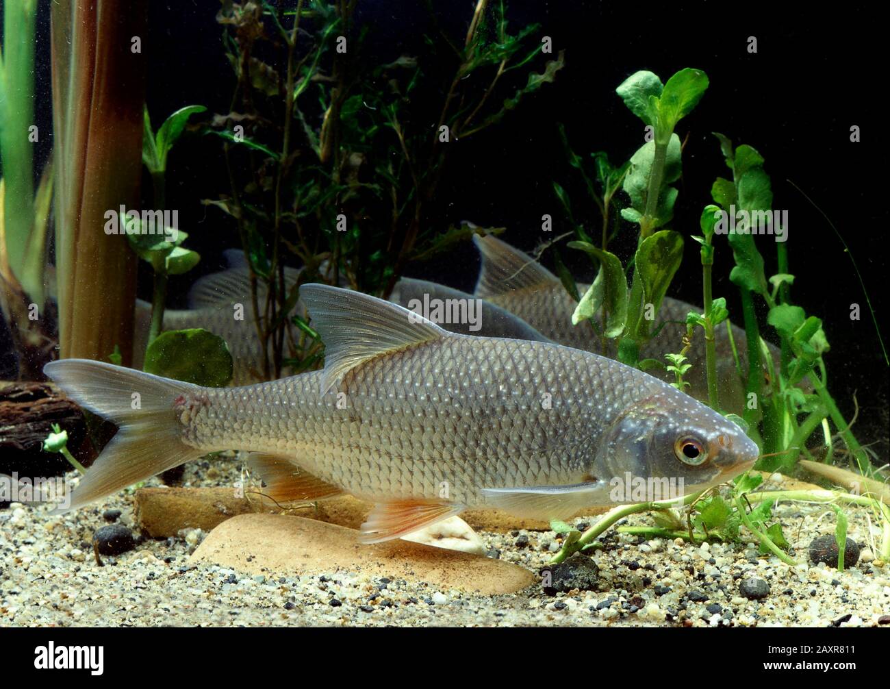 Roach comune (Rutilus utilus), prigioniero, Francia, Europa Foto Stock