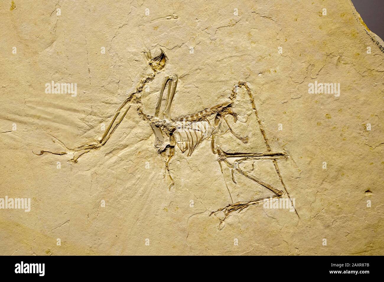 Archaeopteryx Bavarica, Museo Paleontologico, Monaco, Baviera Superiore, Baviera, Germania, Europa Foto Stock