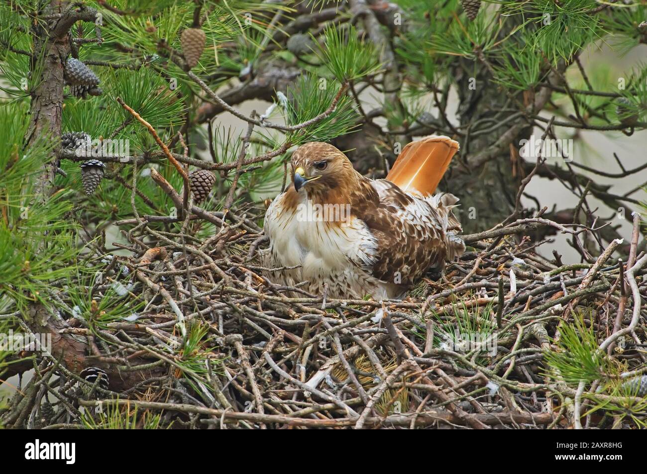 nesting di falchi dalla coda rossa Foto Stock