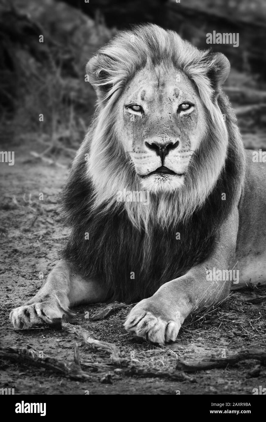 Maschio nero maned leone ritratto primo piano in bianco e nero guardando fisso alla fotocamera. panthera leo. Kgalagadi Foto Stock