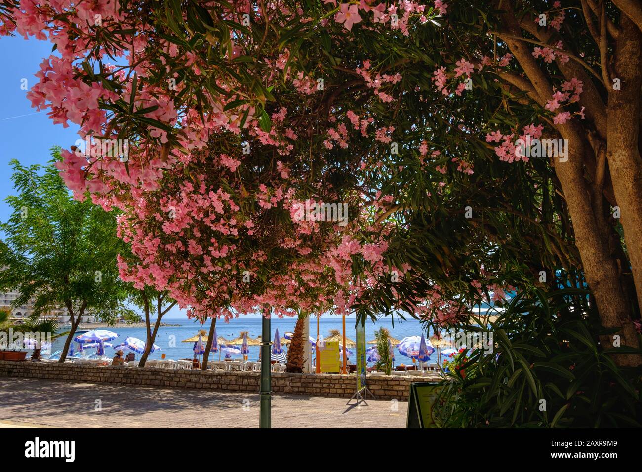 Oleandro in fiore, passeggiata sulla spiaggia a Rafailovici, a Budva, costa adriatica, Montenegro Foto Stock