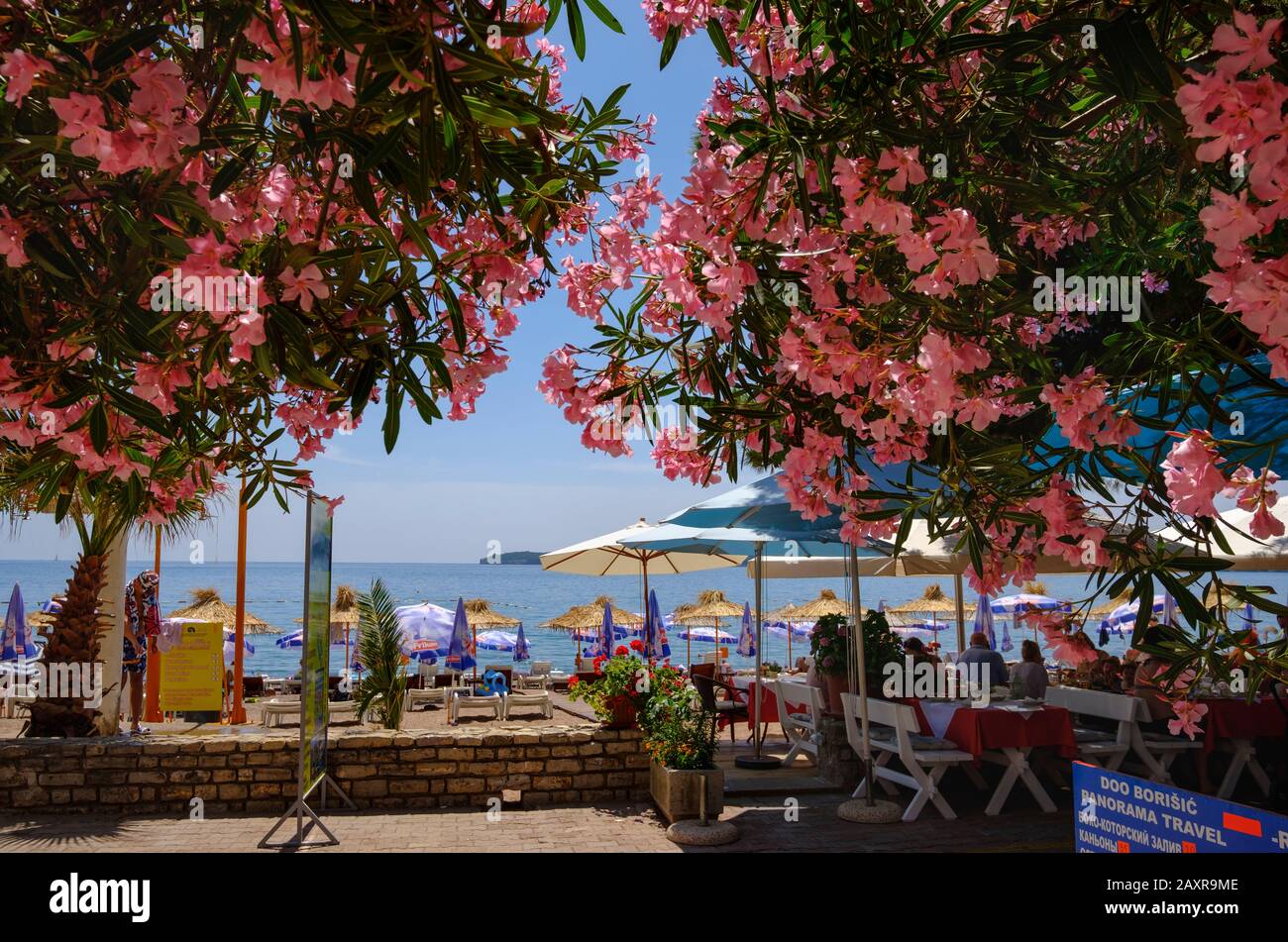 Oleandro in fiore, passeggiata sulla spiaggia a Rafailovici, a Budva, costa adriatica, Montenegro Foto Stock