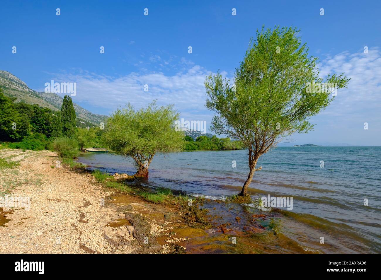 Spiaggia A Murici, Lago Skadar, Skadarsko Jezero, Parco Nazionale Del Lago Skadar, Al Bar, Montenegro Foto Stock