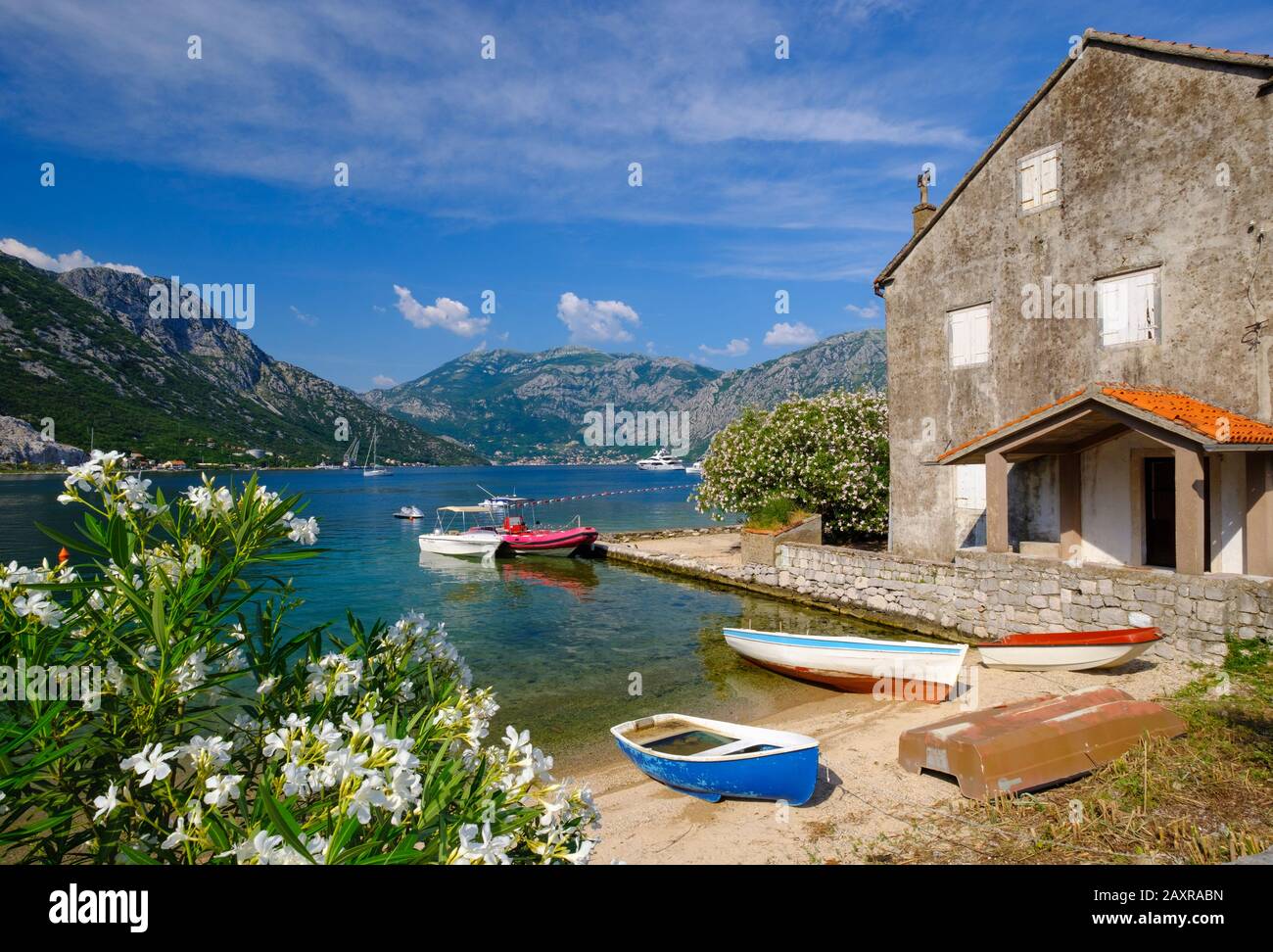 Piante e arbusti oleandri in fiore, Donji Morinj, Baia di Cattaro, Montenegro Foto Stock