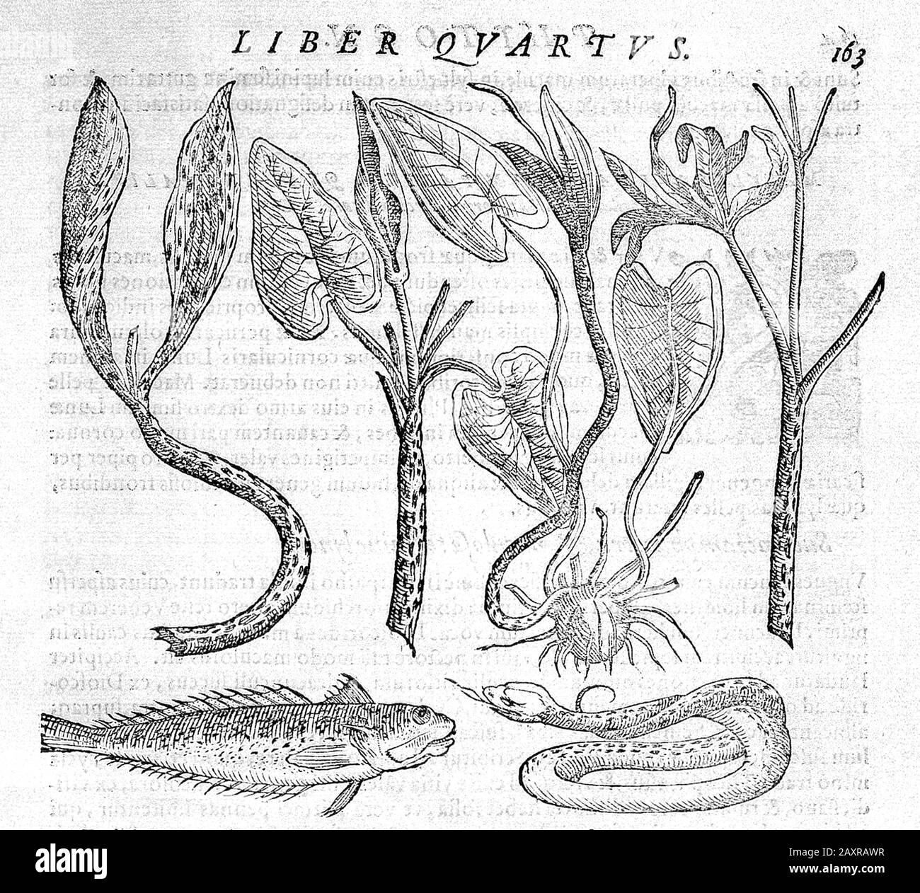 1588, ITALIA : il celebre filosofo italiano , polimath , occultista , drammaturgo e alchimista GIOVANNI BATTISTA DELLA PORTA ( Vico Equense , 1535 ca - Napoli, 1615 ). Incise di piante simili ai fangi di un vipera e di un pesce , dal libro PHYTOGNOMONICA, stampato a Napoli, 1588 . - FISIOGNOMICA - PHYSIOGNOMY - FILOSOPHO - FILOSOFIA - ALCHEMY - ALCHIMIA - ALCHIMITA - FILOSOFIA - TEATRO - TEATRO - COMMEDIOGRAFO - DRAMMATURGO - DRAMMATURGO - DRAMMATURGO - GIAMBATTISTA - GIOVAMBATTISTA - MATEMATICO - MATEMATICA - METEOROLOGIA - MEOROLOGO - ASTROLOGIA - LOASTROLOGO - LOGO Foto Stock