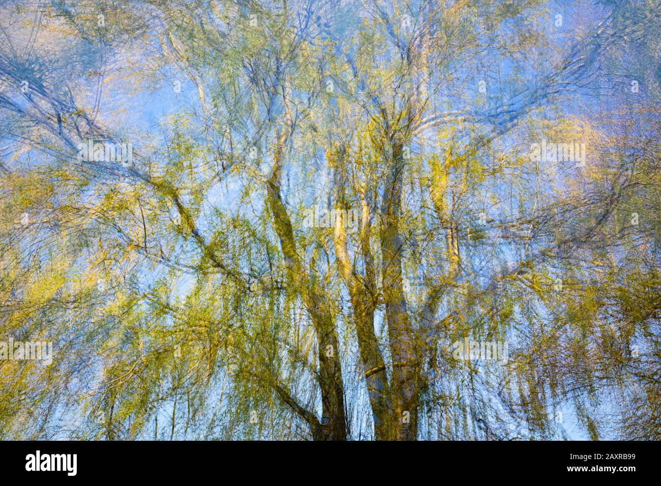 Willow, albero, esposizione multipla Foto Stock