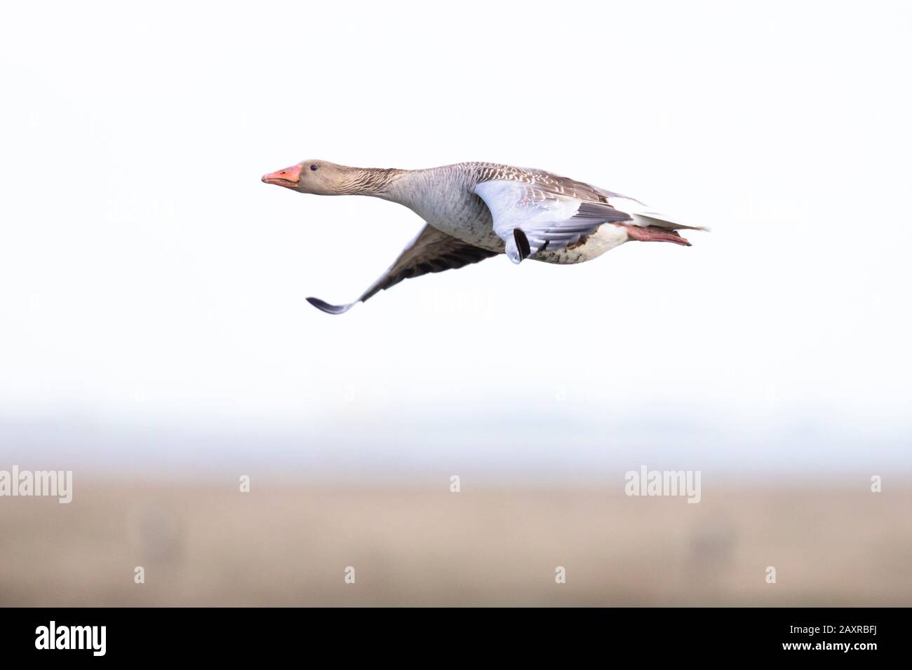 Goose grigiastro, Anser anser, singolo, volante Foto Stock