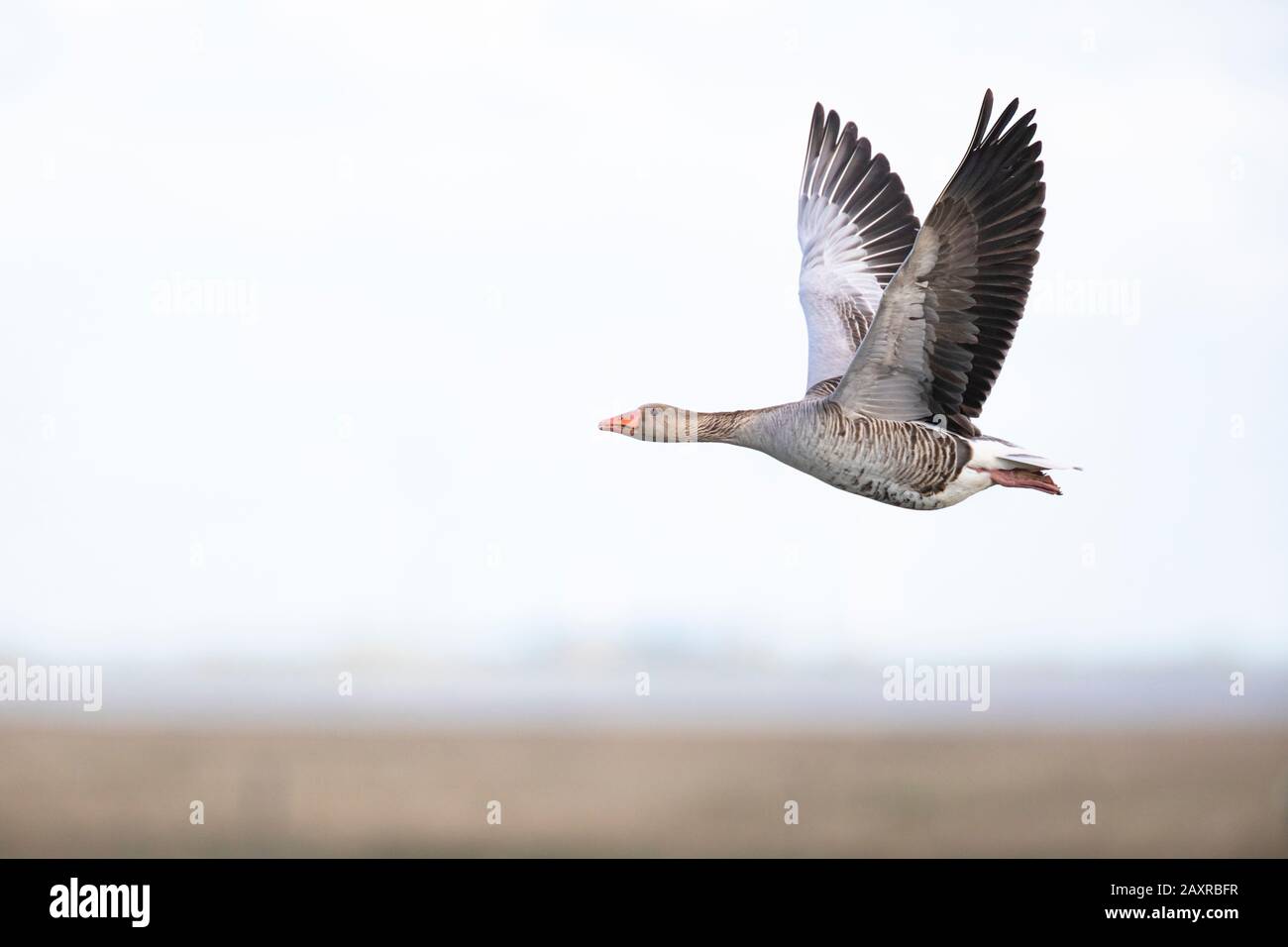 Goose grigiastro, Anser anser, singolo, volante Foto Stock