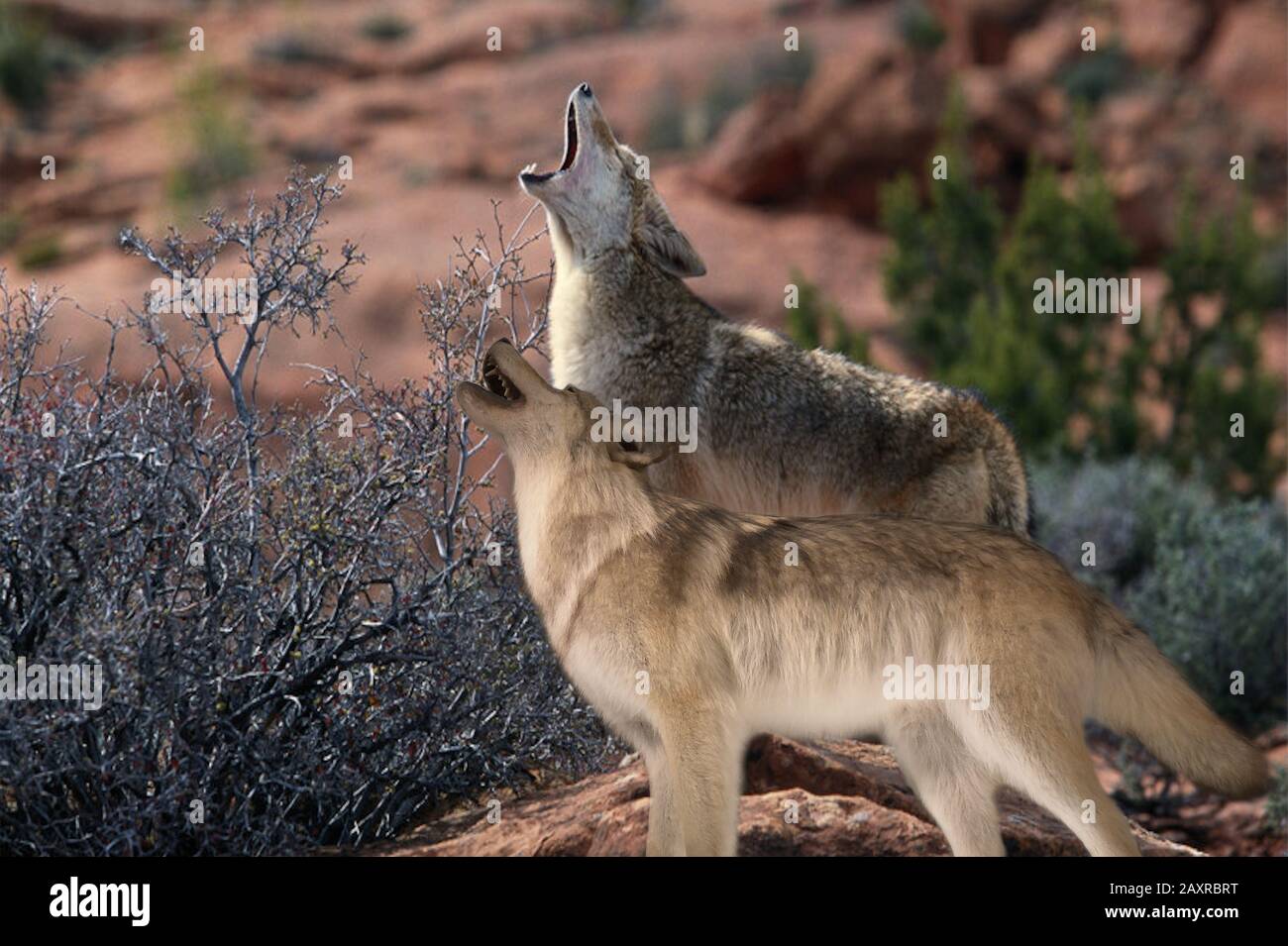 illustrazione di due lupi che urla su un terreno roccioso Foto Stock