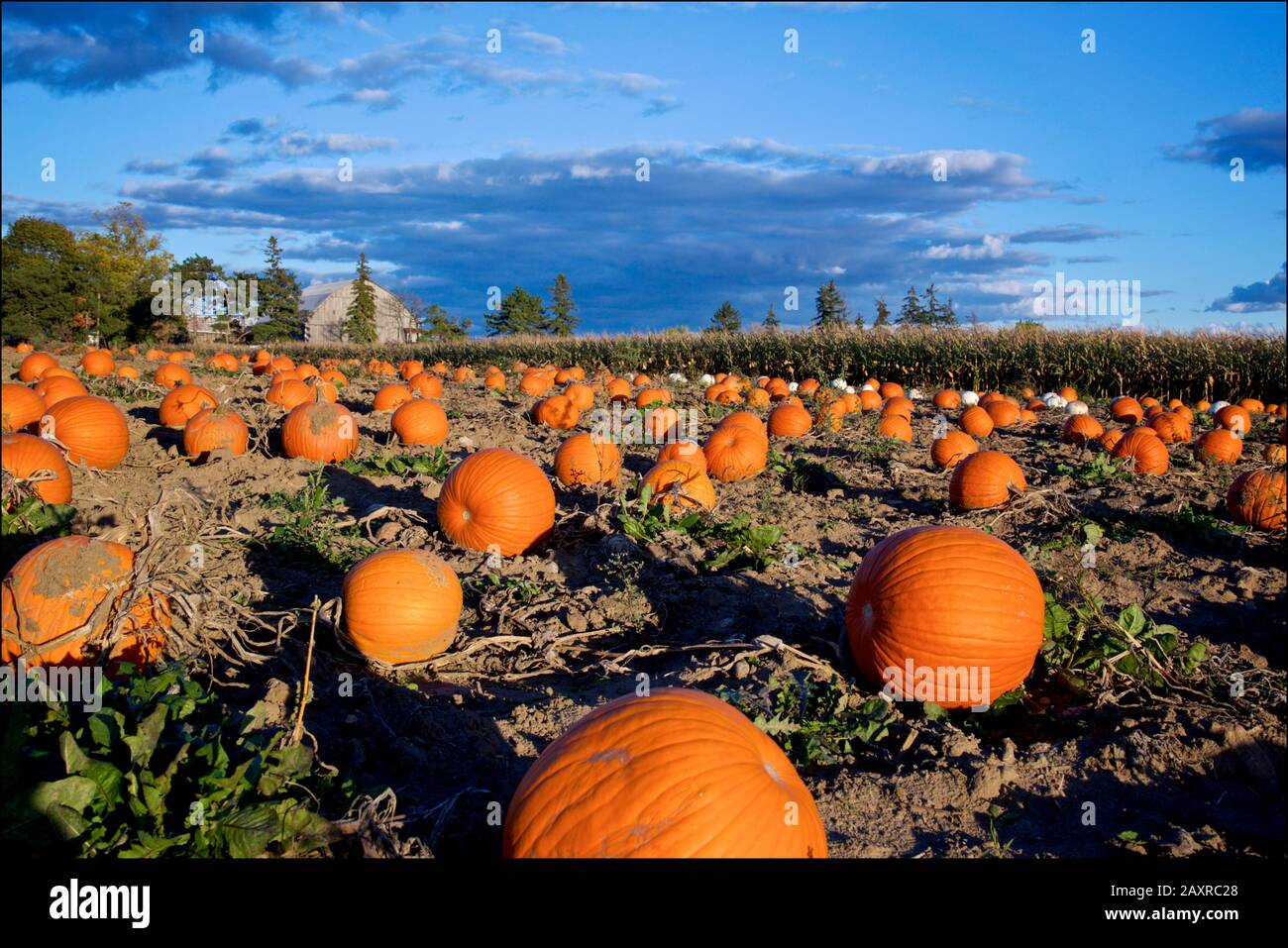 zucche in un campo di zucca al tramonto Foto Stock