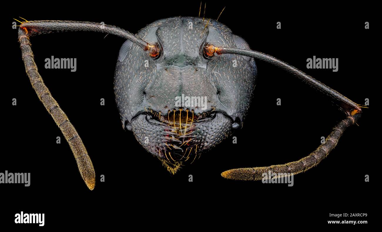 Macro ritratto estremo di una formica nera Foto Stock