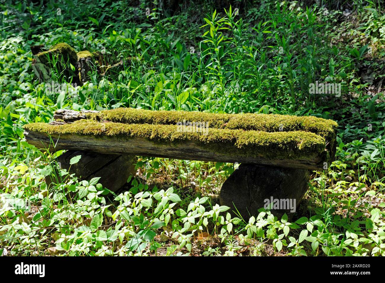 Panca rustica in legno coperta di muschio nel giardino Foto Stock