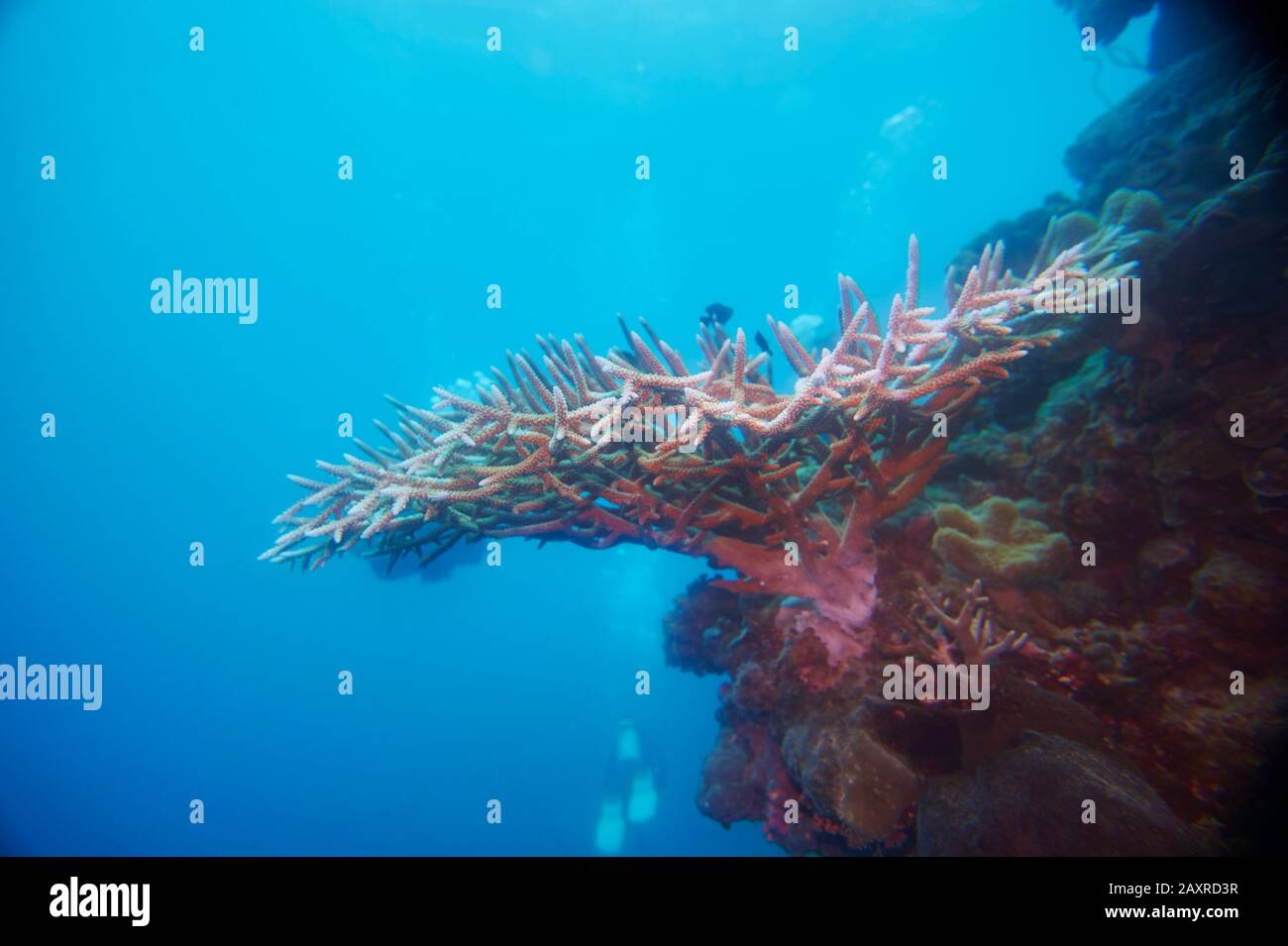 Barriera Corallina Colorata, Coral Sea, Cairns, Queensland, Australia Foto Stock