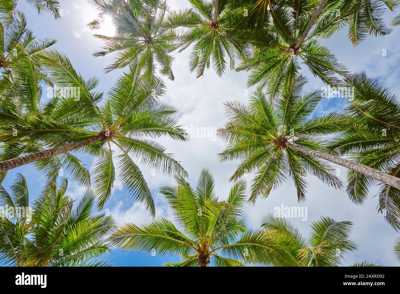 Palme da cocco, Cocos nucifera, al mattino a Clifton Beach in primavera, Queensland, Australia Foto Stock