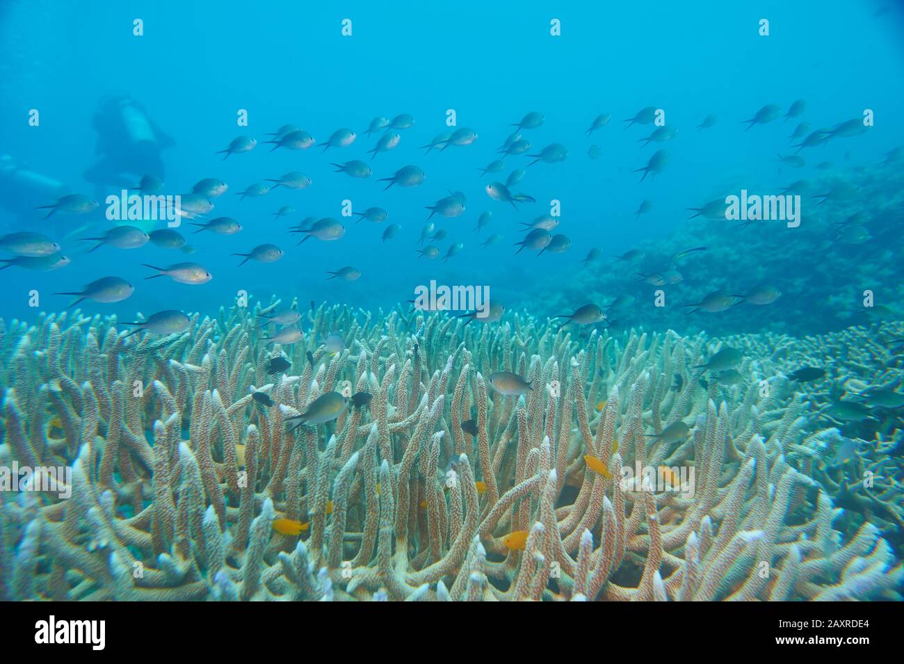 Barriera corallina colorata, Coral Sea, Cairns, Australia Foto Stock