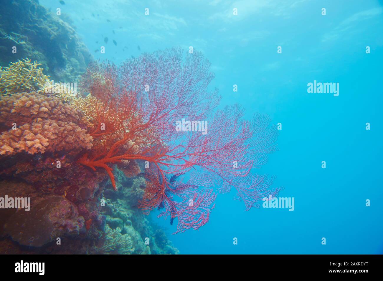 Barriera Corallina Colorata, Coral Sea, Cairns, Queensland, Australia Foto Stock