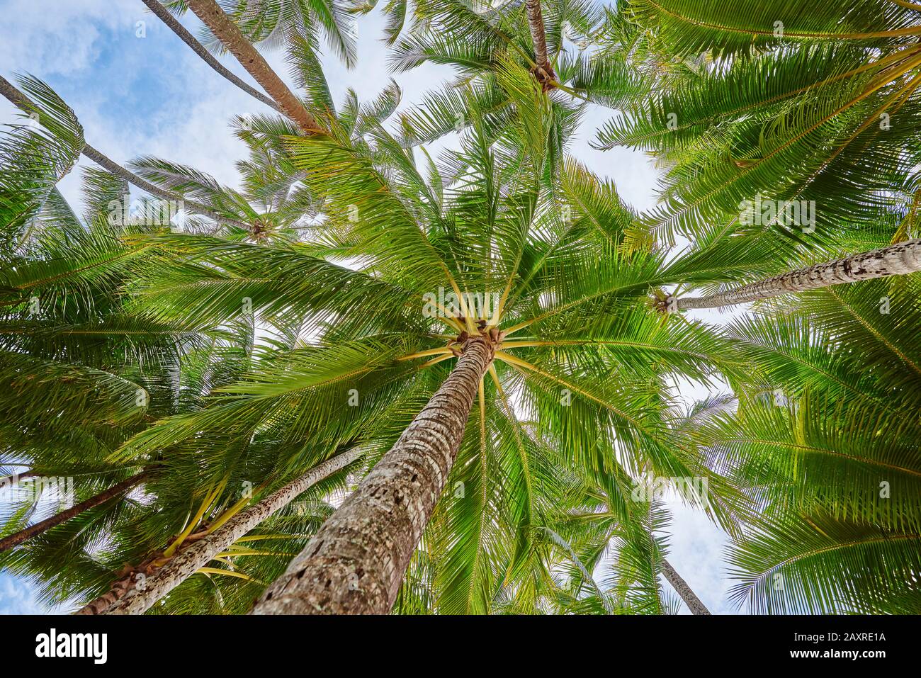 Palme da cocco, Cocos nucifera, al mattino a Clifton Beach in primavera, Queensland, Australia Foto Stock