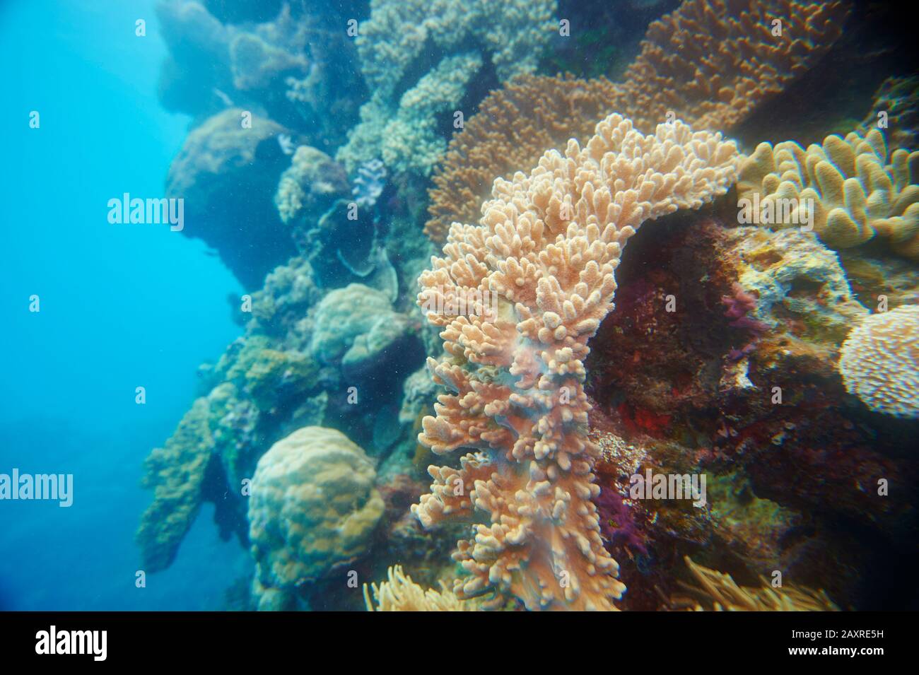 Barriera Corallina Colorata, Coral Sea, Cairns, Queensland, Australia Foto Stock