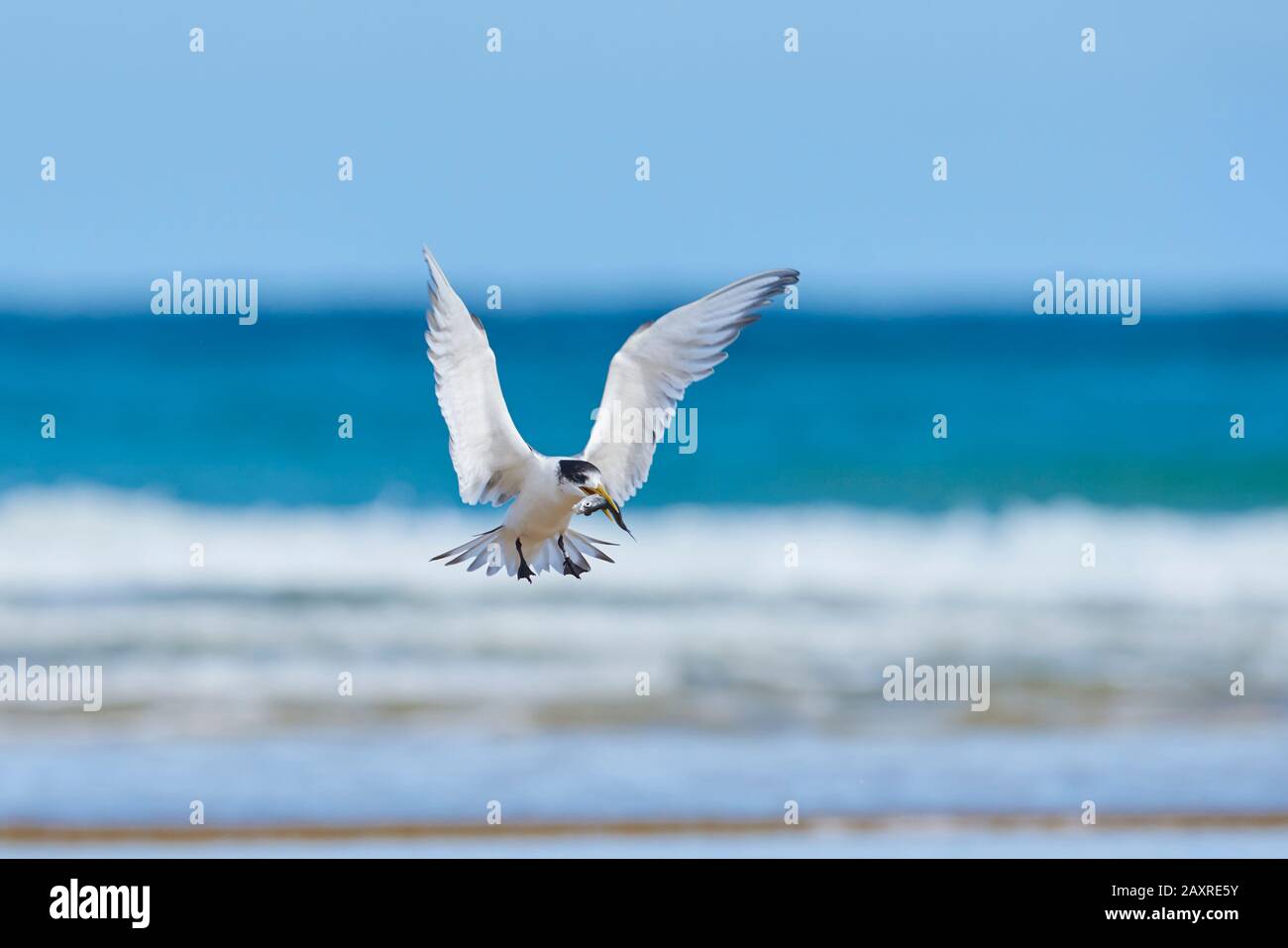 Maggiore terne a bordo, Thalasseus bergii, Wilsons Promontory National Park, Victoria, Australia Foto Stock