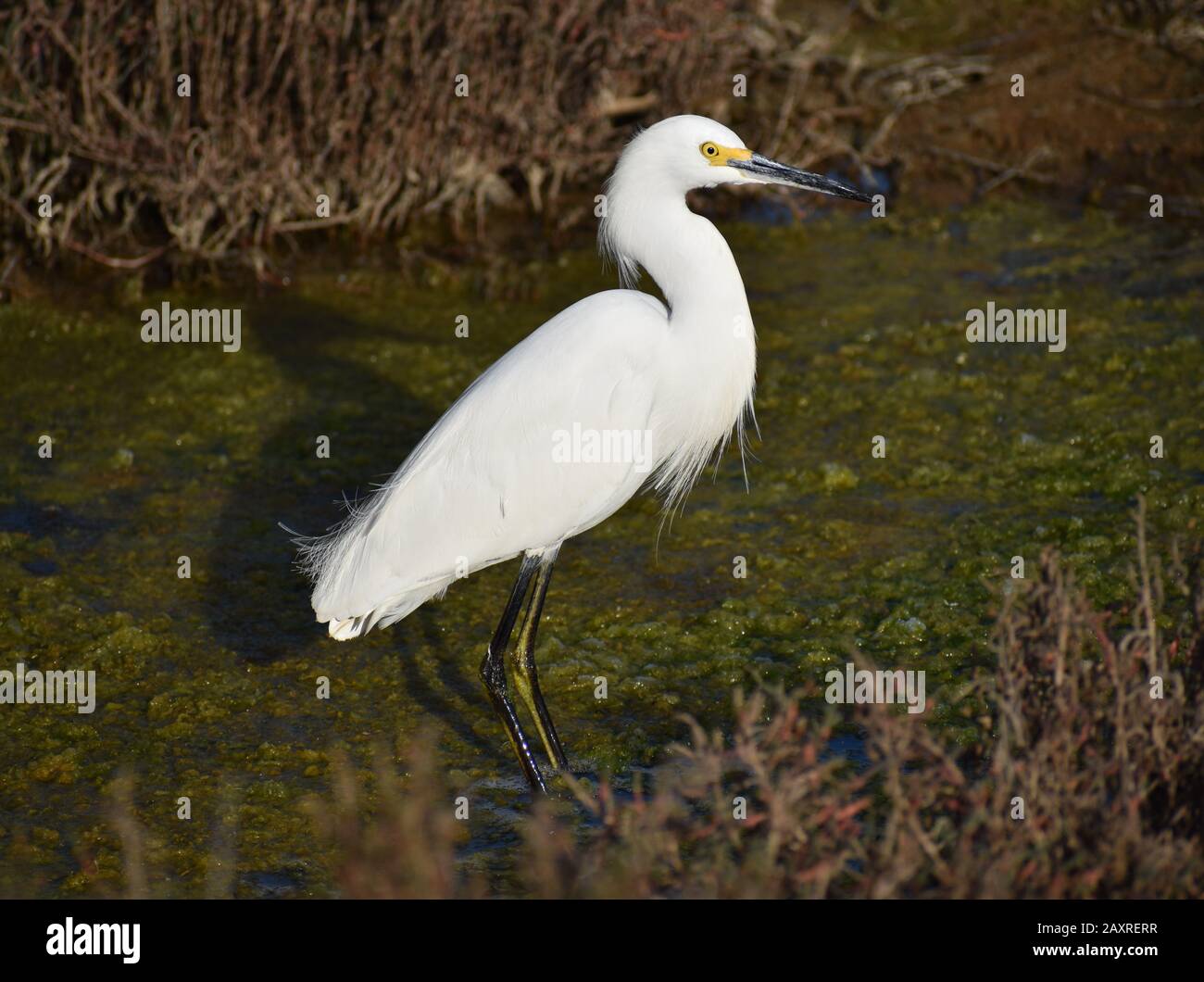 Un'egretta innevata (Egretta thula) si infila negli shows ricoperti di alghe di Elkhorn Slough, vicino a Watsonville, California. Foto Stock
