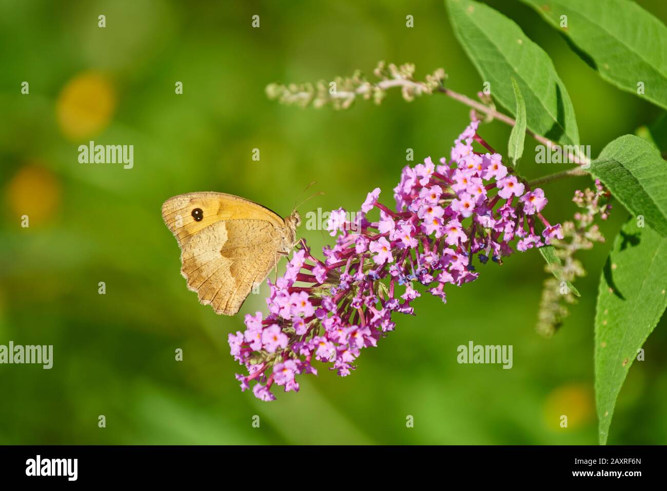 Grande uccello prato, Coenonympha tullia, farfalla arbusto fiore, lateralmente, Paesi Baschi, Spagna Foto Stock