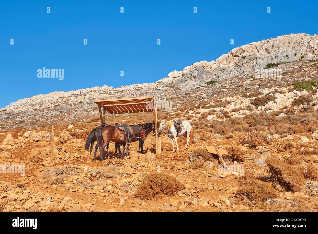 Cavalli, equus ferus caballus, lateralmente, in piedi, Creta, Grecia cavalli Foto Stock