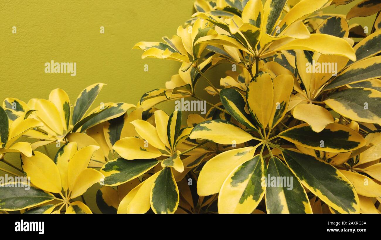 PLANTA DE HOJAS AMARILLAS Foto Stock