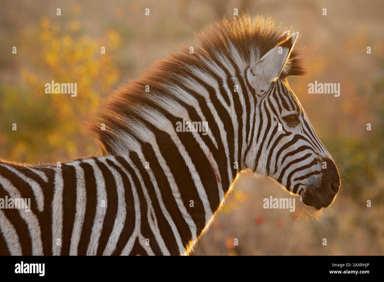 Una zebra di Burchell alla luce del sole mattutino vicino a Skukuza nel Parco Nazionale Kruger. Foto Stock