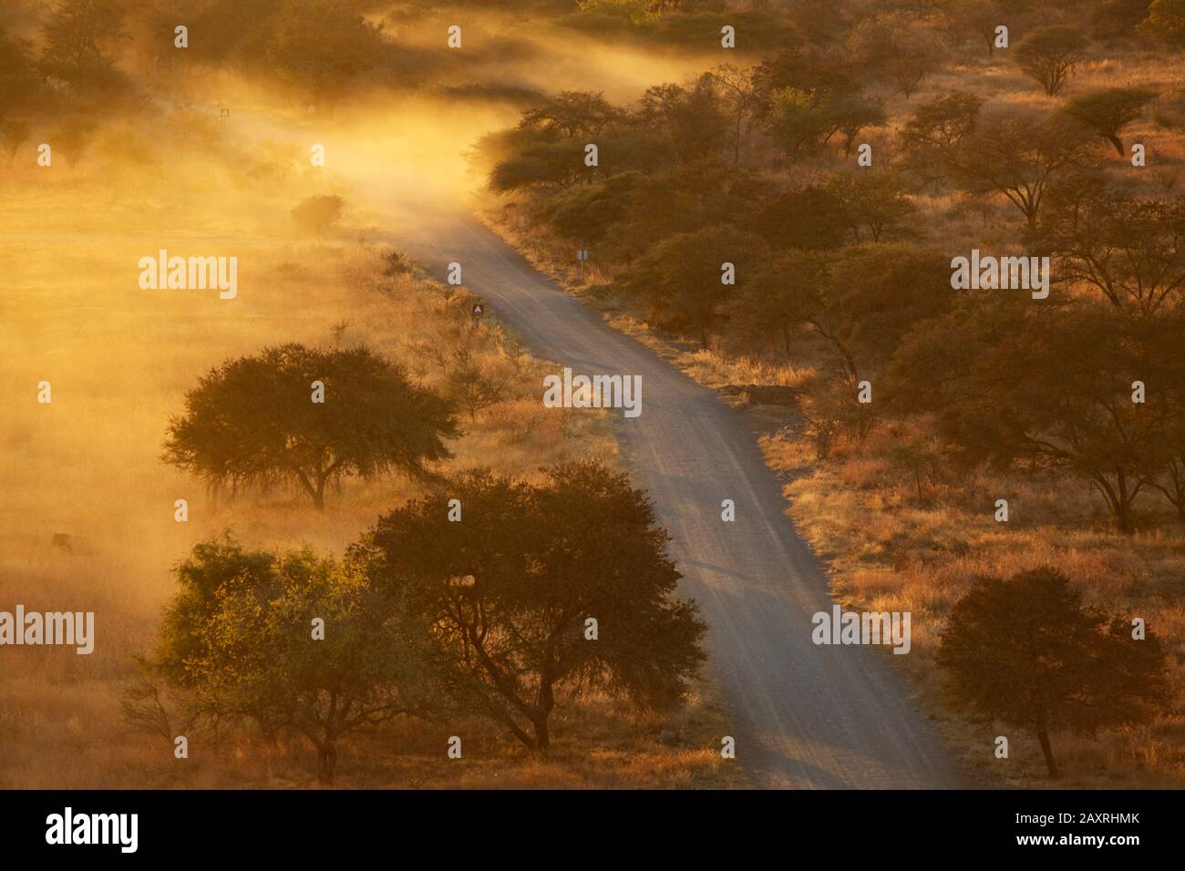 I primi raggi di sole fanno brillare il bush a Kleinfontain vicino Ohrigstad. Foto Stock