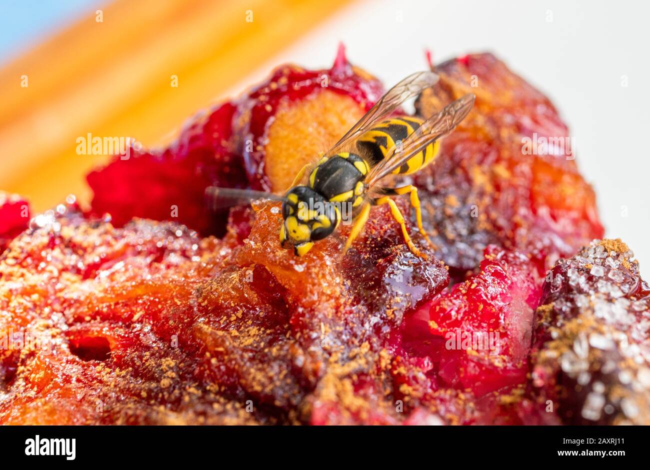 Vespa tedesca (Vespula germanica) nosa torta di prugne, torta di prugne, Baviera Germania, Europa Foto Stock