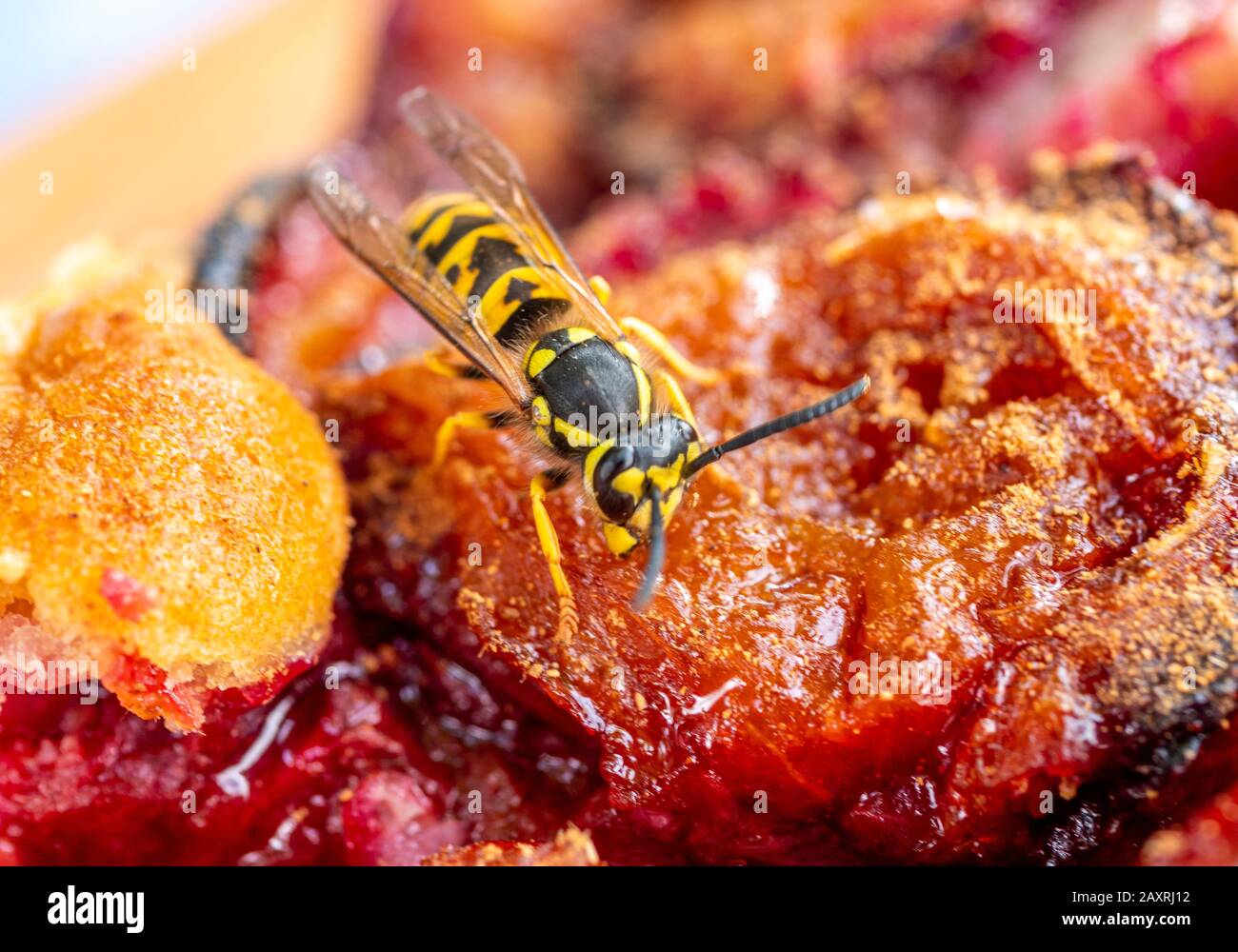 Vespa tedesca (Vespula germanica) nosa torta di prugne, torta di prugne, Baviera Germania, Europa Foto Stock