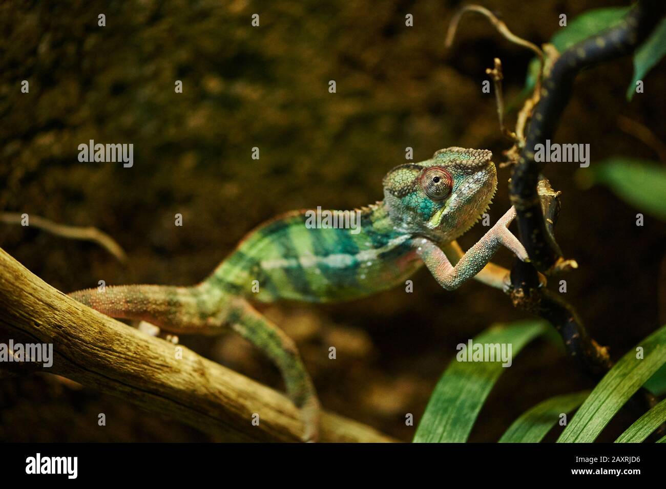 Panther chameleon, Furcifer pardalis, camminando, diramazioni, lateralmente Foto Stock