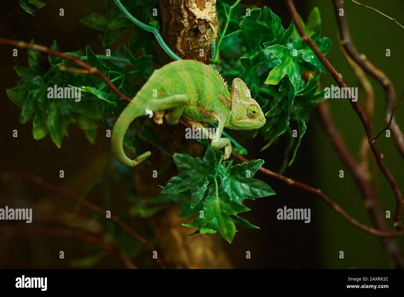Yemen camaleonte, Chamaeleo calyptratus, lateralmente, arrampicata, Foto Stock