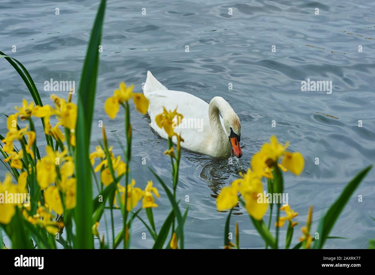 Mute cigno, Cygnus olor, laterale, nuoto Foto Stock