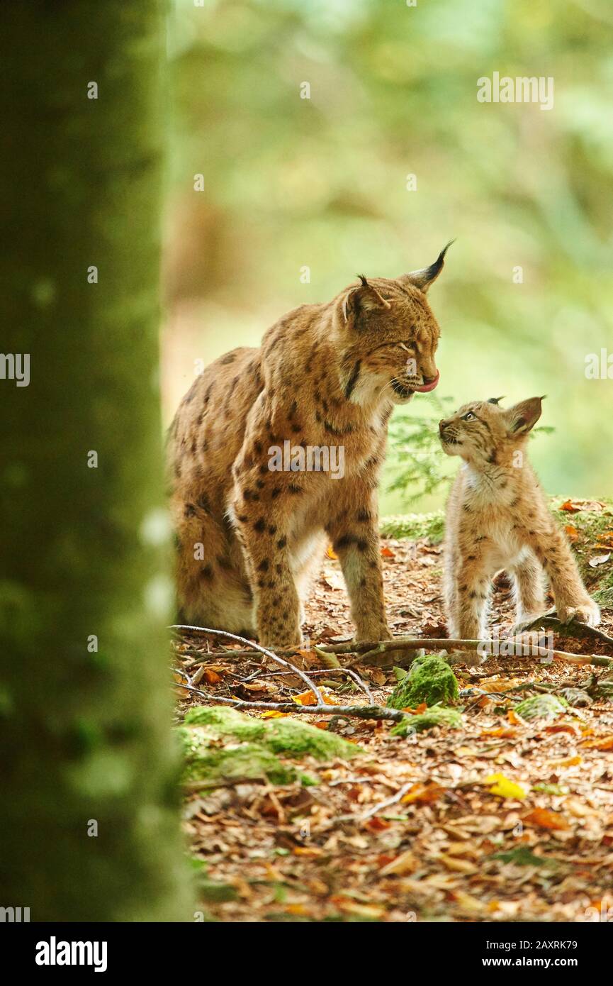 Eurasian Lynx, Lynx lynx, madre con giovane, Foresta Bavarese, seduta, Baviera, Germania, Europa Foto Stock