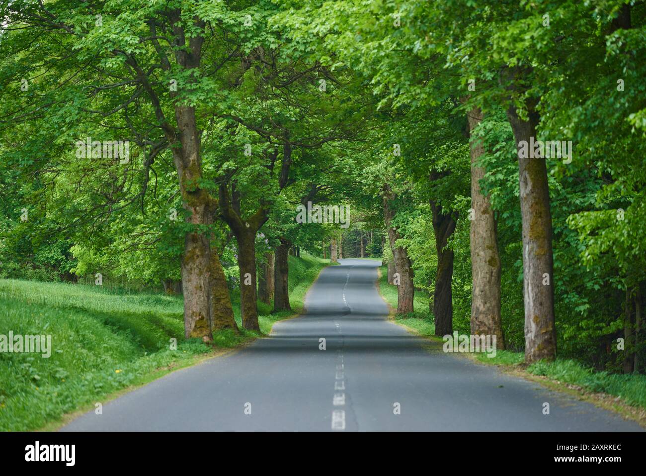 Chestnut Avenue a rain, Sassonia, Germania Foto Stock