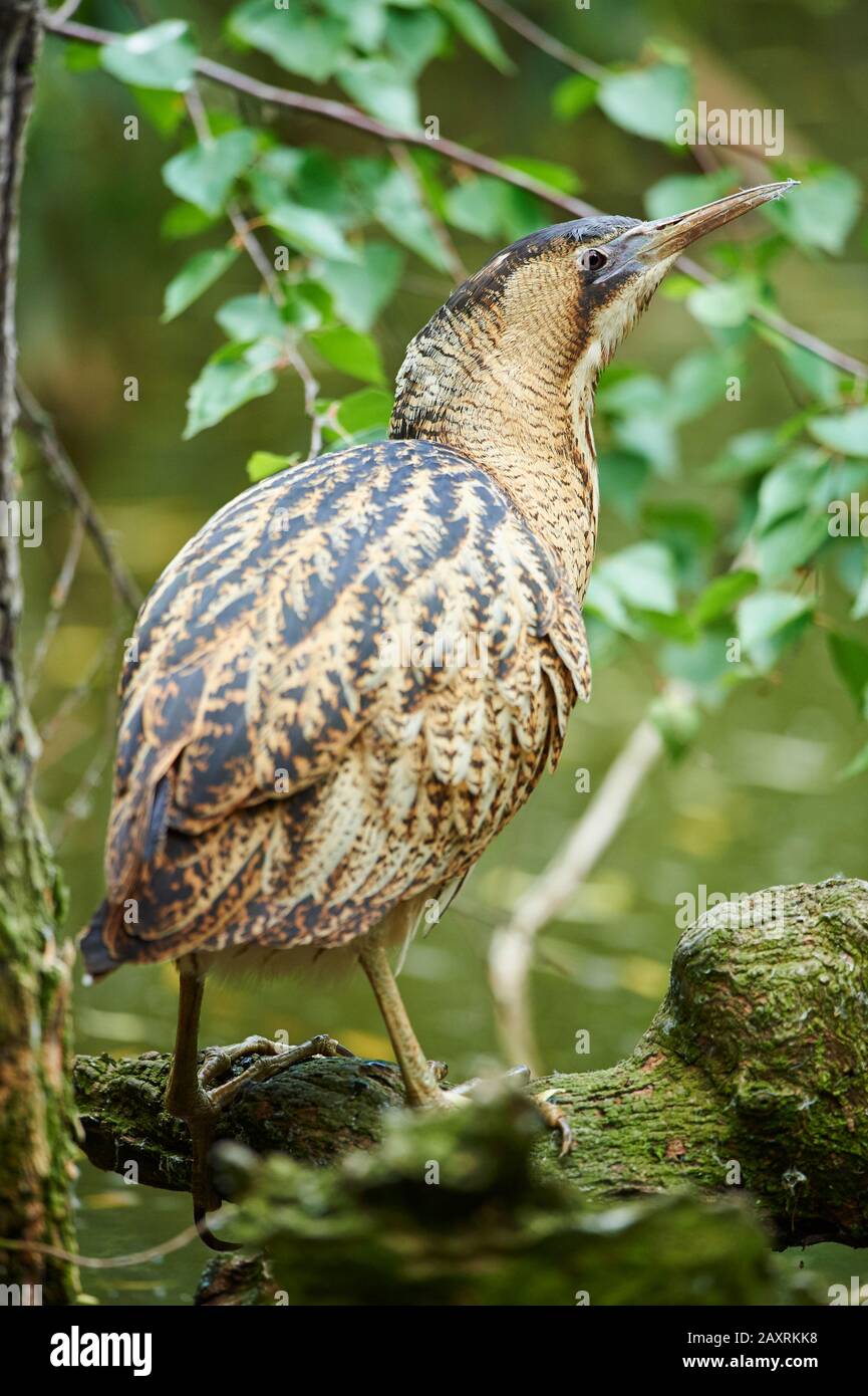 Bittern, grande bittern (Botaurus stellaris), uccello adulto Foto Stock